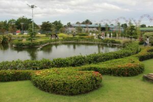 a pond with flowers and a bridge in the background